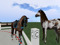 Dreamcatcher Valley Horses