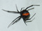 spider clan