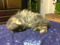 ♥ Perla - 20.06.1997 - 30.01.14 ♥ Perla - 20.06.1997 - 30.01.14