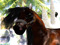 The RealHorse horse breed avatars