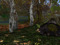 Bearadise Woods 