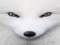 Fox Proverb Fox Proverb