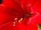 Amaryllis Estates