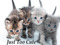 JUST TOO CUTE My Kittycat Store JUST TOO CUTE My Kittycat Store