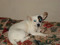 5❤~My 4 legged baby Kenna 5❤~My 4 legged baby Kenna
