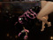 Vampire Goddess Akane's familiars