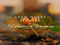 Customer Service - Home Grown
