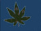 Cannabis Creation & Library Cannabis Creation & Library