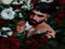 - .V E N U S. -