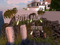 :::Royal Palm Estates::: :::Royal Palm Estates:::