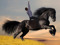 Wild stallion