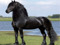 Amaretto Advertising Horses Spam