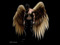 Arch-Angels Arch-Angels