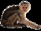 The Monke Estates