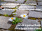 5. Faded - wildflowers are often under-rated