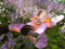 In the meadow we are in bliss In the meadow we are in bliss