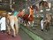Equitaurs of SL
