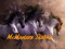 Amaretto Horse Bundles Amaretto Horse Bundles