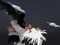 Garden of Fallen Angels ,GacHaManiA Garden of Fallen Angels ,GacHaManiA
