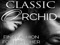 Classic Orchid Classic Orchid