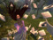 Mischief Managed Roleplay www.mischiefmanagedsl.net