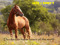 Jack's Trail Riding Ranch