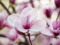 Sweet Magnolias