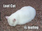 Kyu's Kitties