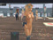 Naked Shopping Girls