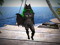 SS: Bat SS: Bat