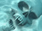 Carpe Noctis Carpe Noctis
