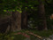 The Redwood Grove