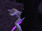 Feral Erotic Feral Erotic