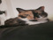 .:♥E. R.I.P Kitty - February 7, 2022:.