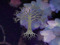 CoWC - Deepwater Temple CoWC - Deepwater Temple