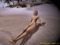 GECKO BEACH ~ SEX on the SAND ~ Naturist or Beachwear Thanks! GECKO BEACH ~ SEX on the SAND ~ Naturist or Beachwear Thanks!