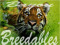 Bayou Breedables Ads & Auctions Bayou Breedables Ads & Auctions