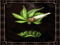 WeeD Lovers WeeD Lovers