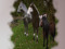Horse advertising amaretto / horses Horse advertising amaretto / horses
