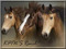 KPTN'S RANCH HORSE&DOGS ADVERTISING