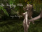 ~*~Temptress Wilds~*~