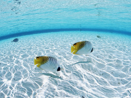 Paradise Fishing Time