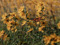 Prairie Passion Herd