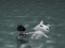 Echo Beneath Surface Tension