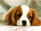 We Love Dogs We Love Dogs