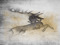 House Baratheon: Ice and Fire House Baratheon: Ice and Fire