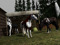 My ponies