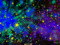* Organica * * Organica *
