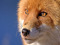 Fox Fanatics