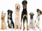 Puppy Play Info Group